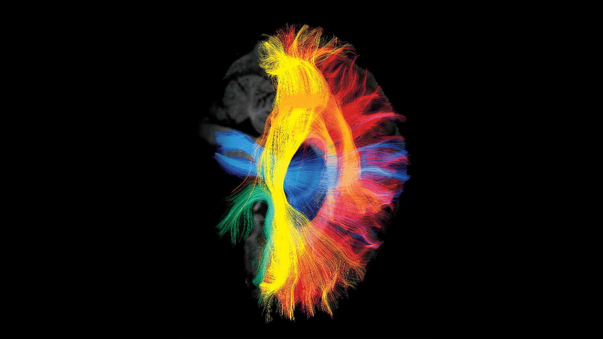 La tractografía es un procedimiento que mide los tractos del sistema nervioso central, en particular las conexiones de la materia blanca y la difusión de las moléculas de agua en el cerebro. Utiliza técnicas sofisticadas de resonancia magnética y análisis digital que permiten obtener modelos tridimensionales de forma no invasiva, y mapear su ubicación. Hasta hace muy poco tiempo la única manera de ver algunos de estos tractos era mediante autopsias o en ciertas intervenciones de neurocirugía. Alfred Anwander. Reconstrucción 3D de los principales fascículos cerebrales. Vista lateral del interior del cerebro. ©Alfred Anwander, MPI-CBS Leipzig, Alemania Cortesía del autor